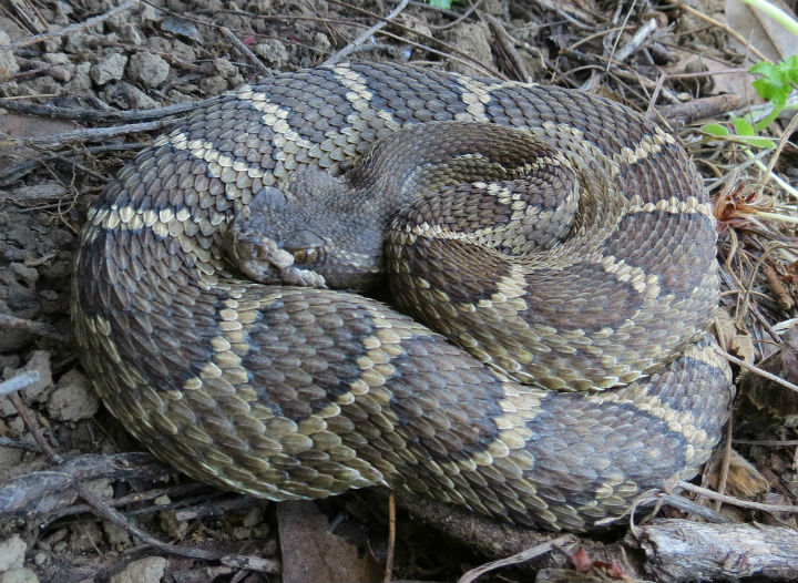 Northern Pacific Rattlesnake